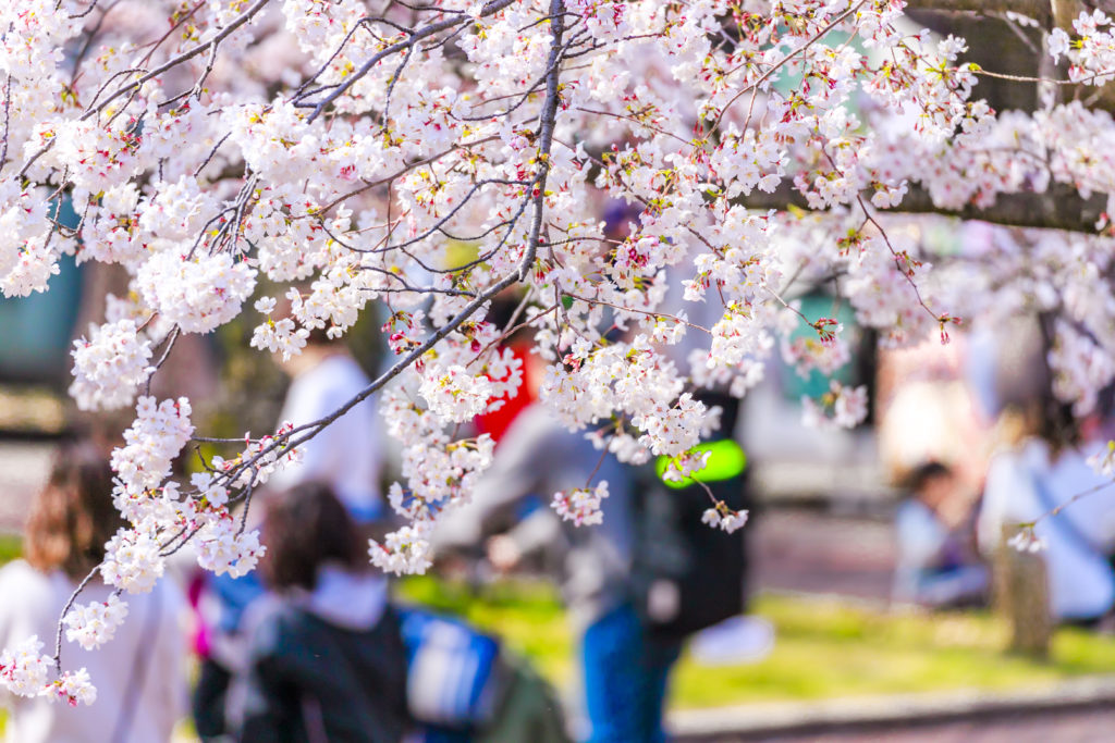柿生コーポ隣接の第六天緑地に咲く桜